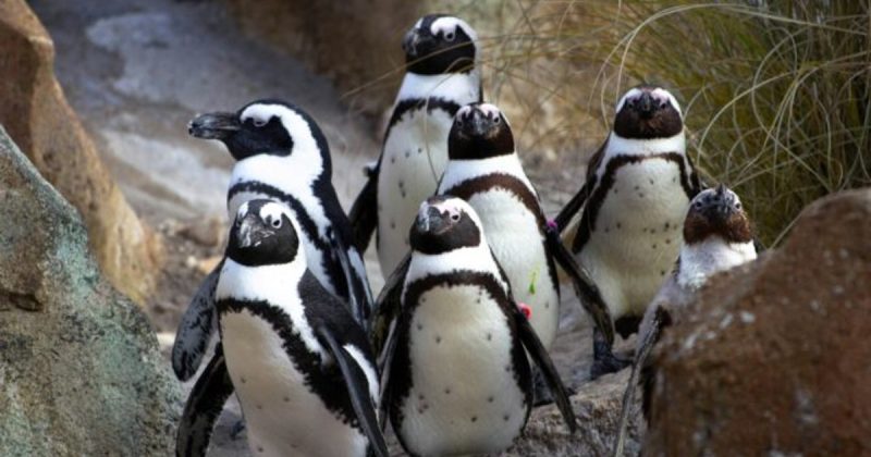 Африканські пінгвіни під загрозою зникнення, рибальство і зміни клімату нищать вид